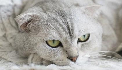 爱游戏电竞-【比赛现场】激烈对抗背后的战术布局揭秘，激烈对抗性强的项目有哪些